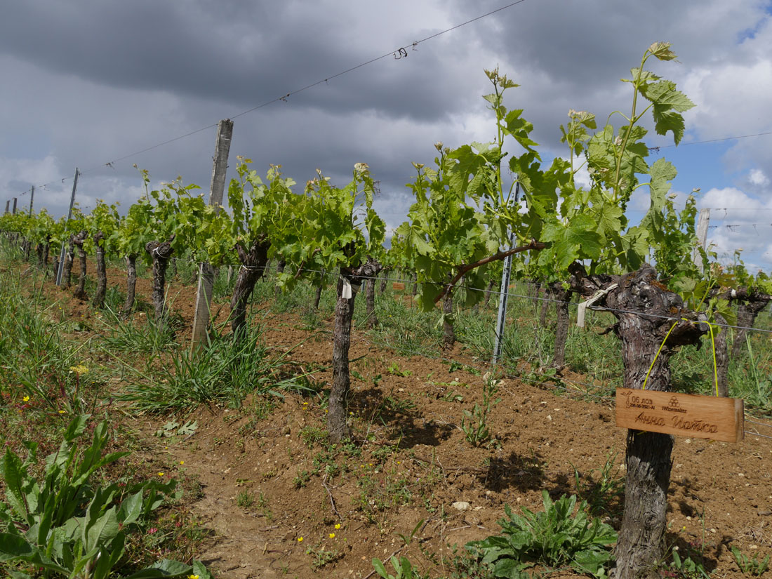 Виноградник на урожай